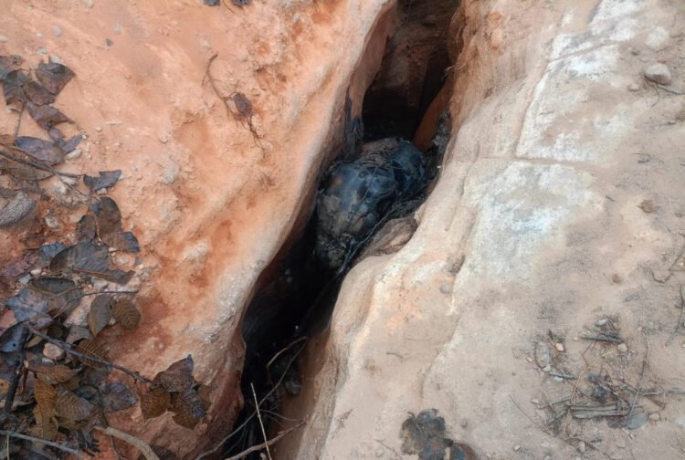 जंगल क्षेत्र में हाथी के बच्चे की हुई मौत, पोस्टमार्टम के बाद होगी मृत्यु कारणों की पुष्टि