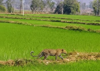 मां से बिछड़कर खेत में पहुंचा चार माह का तेंदुए का शावक,ग्रामीणों के सहयोग से वन विभाग ने किया सुरक्षित रेस्क्यू