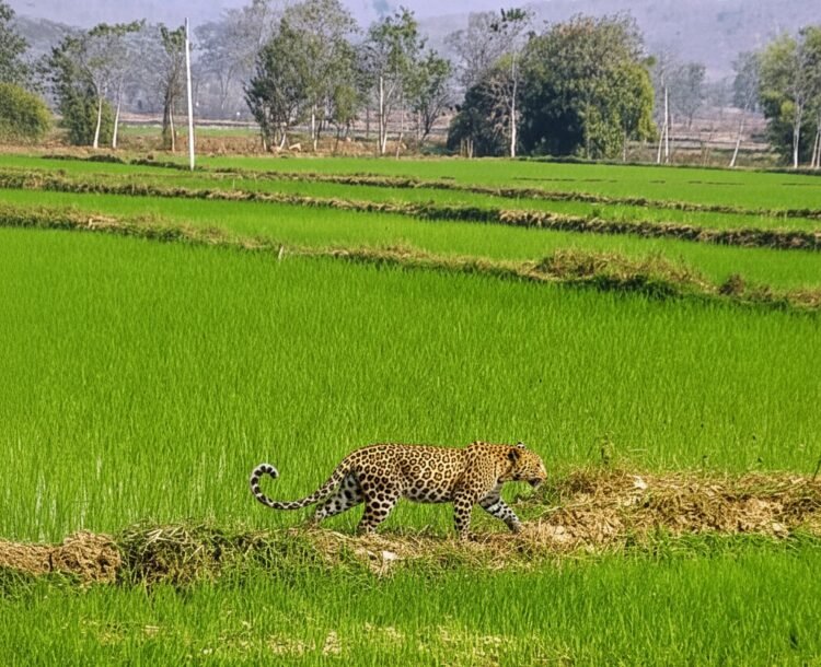 मां से बिछड़कर खेत में पहुंचा चार माह का तेंदुए का शावक,ग्रामीणों के सहयोग से वन विभाग ने किया सुरक्षित रेस्क्यू
