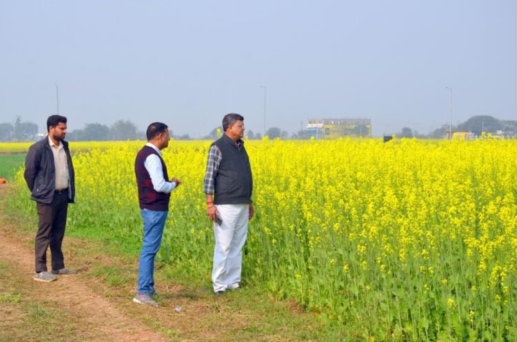 धान-परती भूमि में सरसों की खेती से किसानों की अच्छी आय संभव: डॉ. पी.के. राय