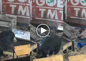 कांकेर में शराब दुकान परिसर में भालू की एंट्री, युवक ने सूझबूझ से बचाई जान