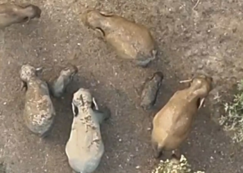 रायगढ़ के जंगल में हाथियों का मनमोहक नजारा, शावकों को घेरे में लेकर घूमता दिखा दल