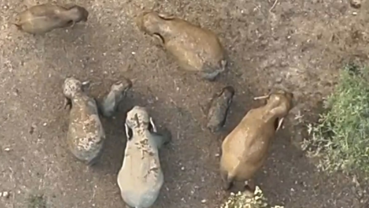 रायगढ़ के जंगल में हाथियों का मनमोहक नजारा, शावकों को घेरे में लेकर घूमता दिखा दल