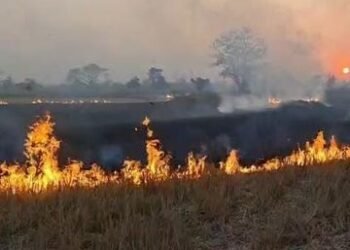 पराली जलाने से कई एकड़ में फैली आग, पेड़-पौधे जले, बढ़ा प्रदूषण