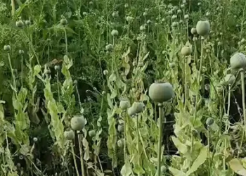 अफीम की अवैध खेती का खुलासा, डेढ़ से दो एकड़ में फसल बरामद