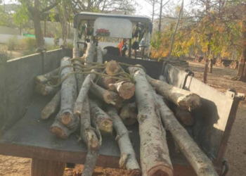 सागौन एवं हल्दू की लकड़ी का अवैध परिवहन करते ट्रैक्टर जप्त, राजसात की प्रक्रिया प्रारंभ