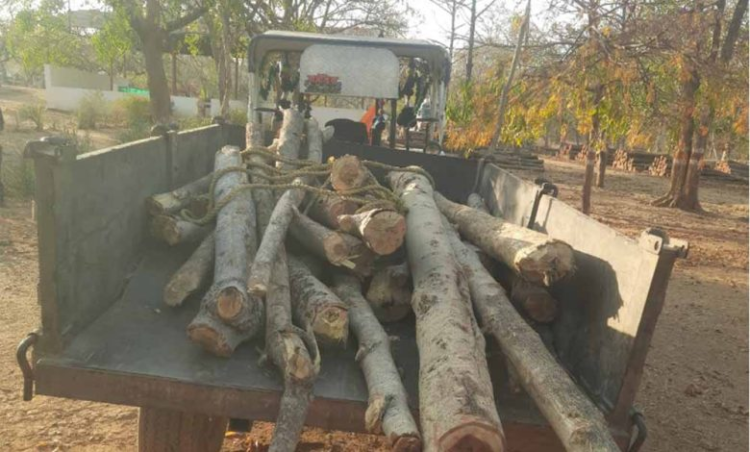सागौन एवं हल्दू की लकड़ी का अवैध परिवहन करते ट्रैक्टर जप्त, राजसात की प्रक्रिया प्रारंभ