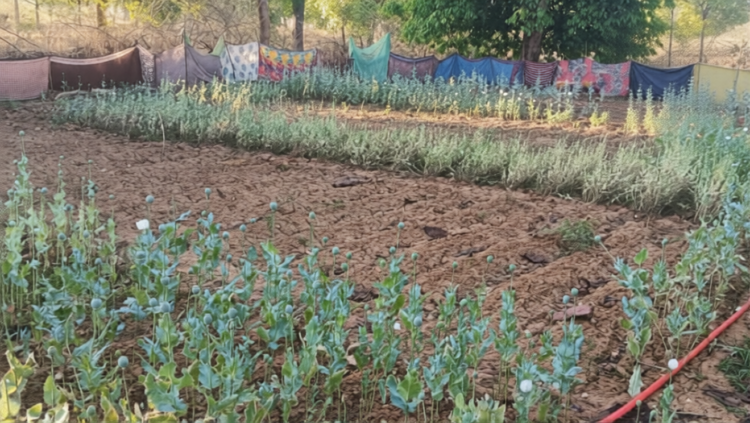 17 दिन, 5 मामले: छत्तीसगढ़ में अफीम खेती पर बड़ा सवाल