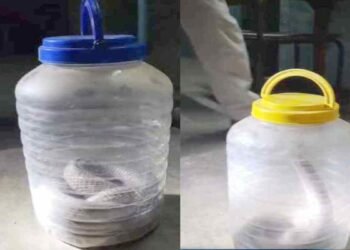 घर में दिखे दो जहरीले सांप, वन विभाग ने सुरक्षित पकड़ा