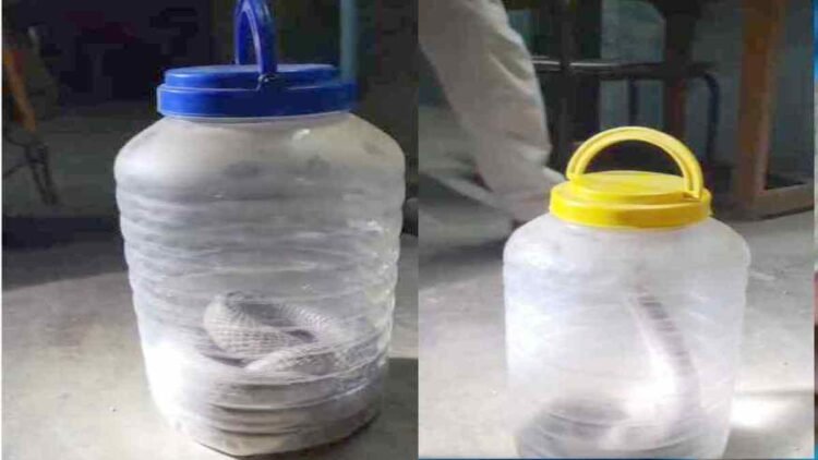 घर में दिखे दो जहरीले सांप, वन विभाग ने सुरक्षित पकड़ा