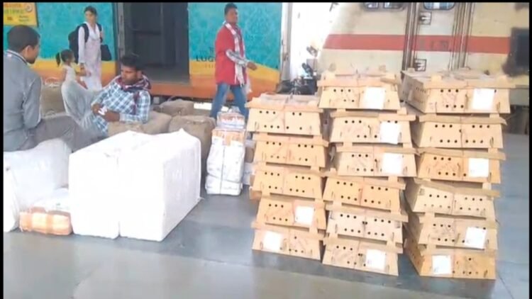 अलर्ट के बावजूद नहीं थमी सप्लाई, बिलासपुर स्टेशन पर पहुंचे हजारों चूजे