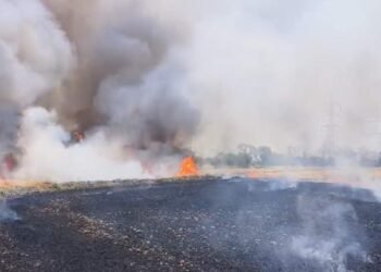 खेतों में लगी आग बनी आफत: गेहूं-सरसों की खड़ी फसल राख