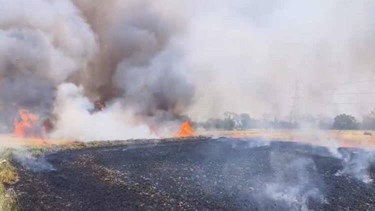 खेतों में लगी आग बनी आफत: गेहूं-सरसों की खड़ी फसल राख