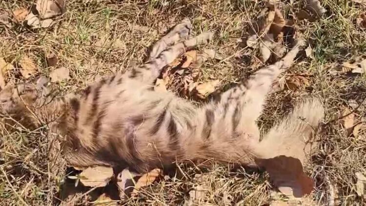 गुरु घासीदास नेशनल पार्क में लापरवाही उजागर, घायल लकड़बग्घा ने तोड़ा दम