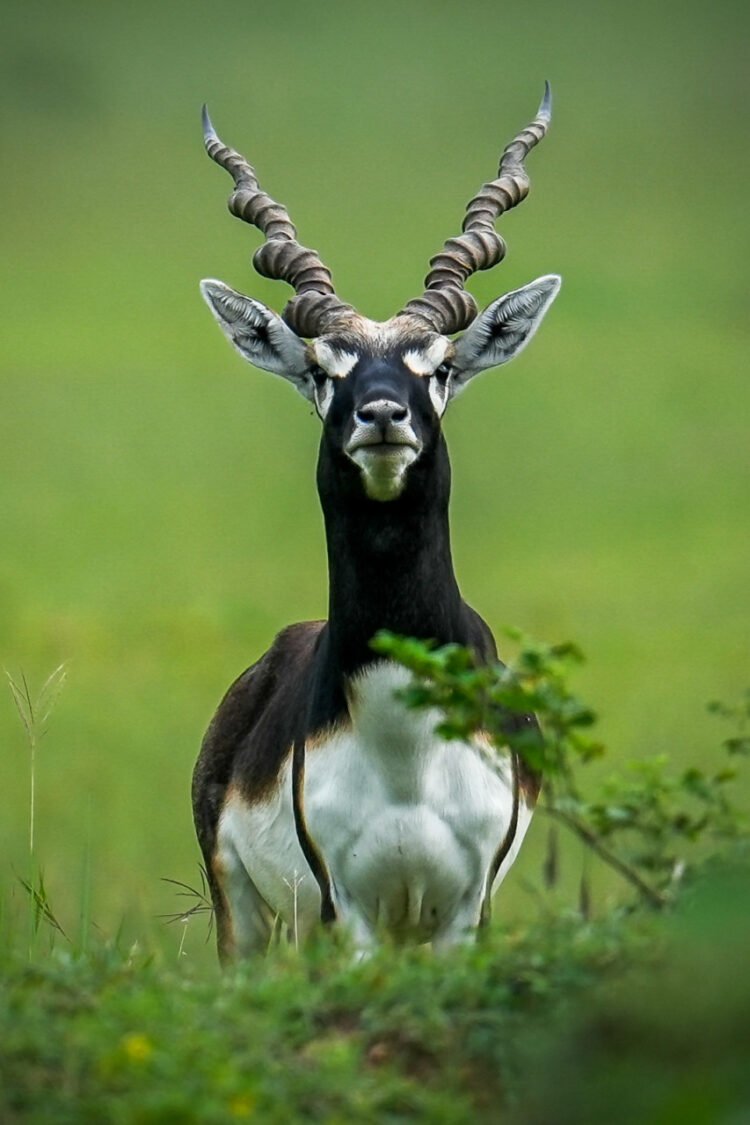 छत्तीसगढ़ का बरनवापारा अभयारण्य बना विलुप्ति के कगार पर पहुंचे काले हिरणों के पुनर्जीवन का मजबूत उदाहरण