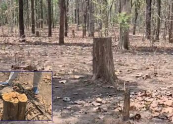 मरवाही के जंगलों में लकड़ी तस्करी का बड़ा खुलासा, 100+ साल पुराने पेड़ों की अवैध कटाई