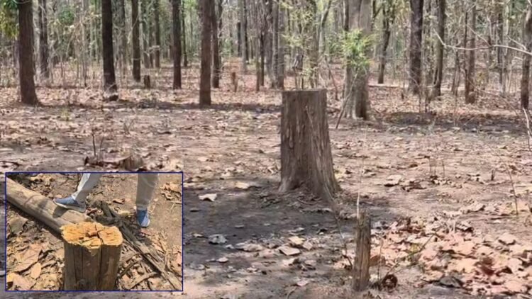 मरवाही के जंगलों में लकड़ी तस्करी का बड़ा खुलासा, 100+ साल पुराने पेड़ों की अवैध कटाई