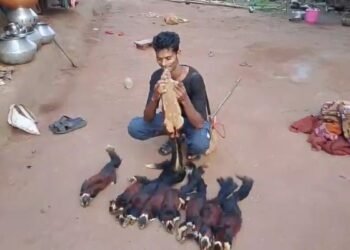 बीजापुर में शिकार का VIDEO बना सबूत, दुर्लभ गिलहरी मारने वाला गिरफ्तार