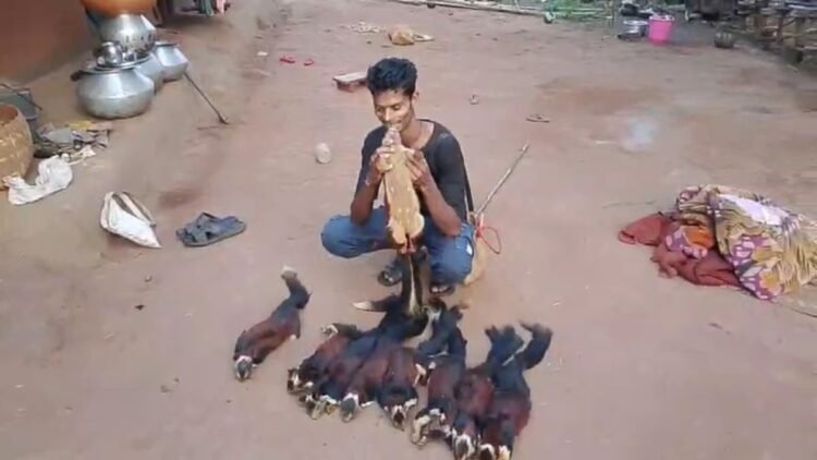 बीजापुर में शिकार का VIDEO बना सबूत, दुर्लभ गिलहरी मारने वाला गिरफ्तार