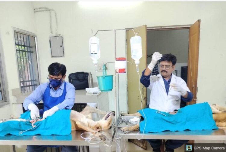 रायपुर निगम का अभियान तेज: आवारा मवेशियों की धरपकड़, कुत्तों की नसबंदी-टीकाकरण जारी