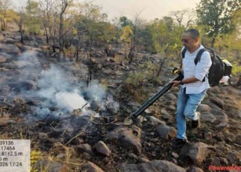 महासमुंद में वन विभाग की सख्ती, जंगलों में आग की घटनाओं में भारी कमी