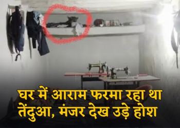 घर में घुसा तेंदुआ, मची अफरा-तफरी-वन विभाग ने घंटों बाद किया रेस्क्यू