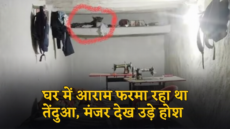 घर में घुसा तेंदुआ, मची अफरा-तफरी-वन विभाग ने घंटों बाद किया रेस्क्यू