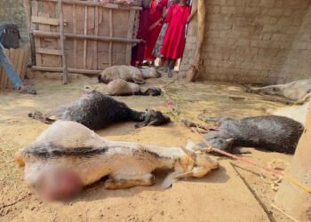 तखतपुर में दर्दनाक घटना: एक ही रात में 17 बकरियों की मौत, परिवार पर टूटा संकट