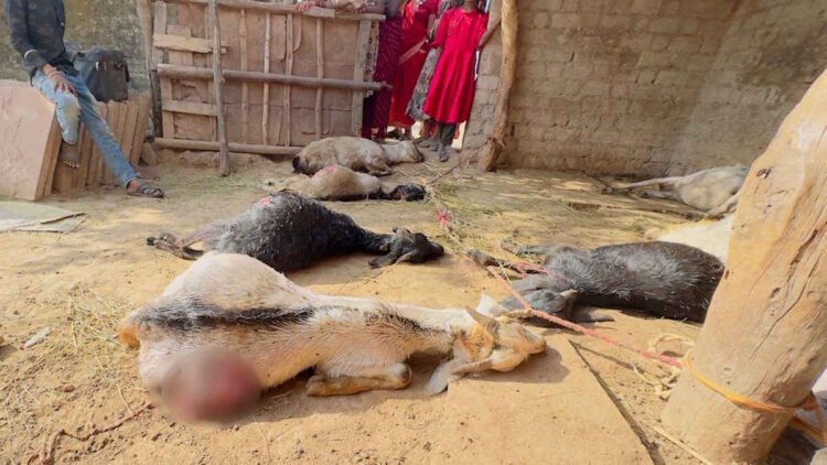 तखतपुर में दर्दनाक घटना: एक ही रात में 17 बकरियों की मौत, परिवार पर टूटा संकट