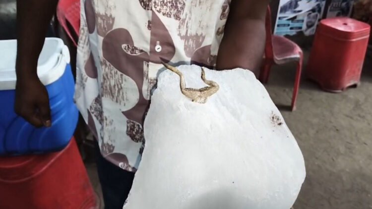 बर्फ बना खतरा: जूस सेंटर में मेंढक मिलने से मचा हड़कंप