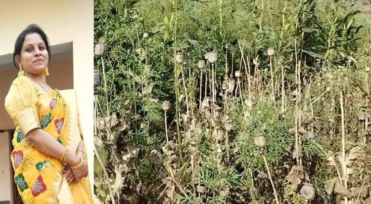 मक्के की आड़ में अफीम खेती मामला, सस्पेंड अधिकारी की वापसी