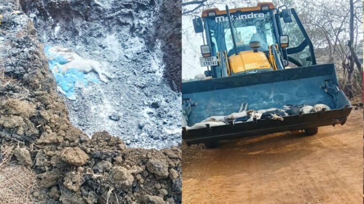 दुर्ग में स्वाइन फीवर का कहर, 200+ सूअरों की मौत, 150 को किया गया खत्म