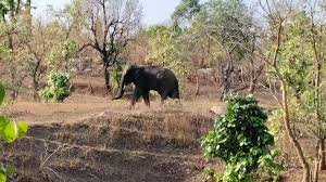 सुबह-सुबह जंगल में मौत का सामना, दंतैल हाथी ने ली जान