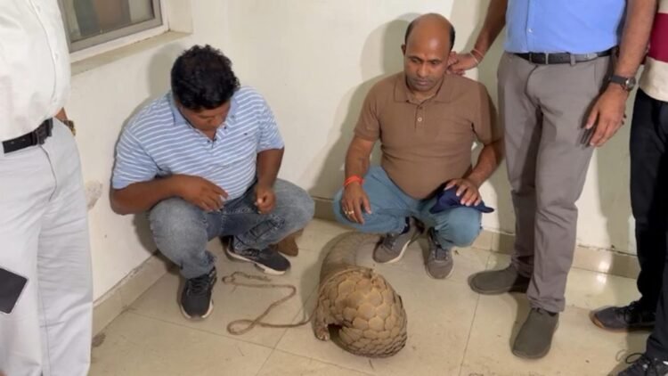 पैंगोलिन तस्करी का बड़ा खुलासा: 50 करोड़ के सौदे से पहले दो तस्कर गिरफ्तार