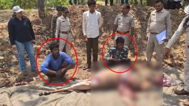 तेंदूपत्ता तोड़ने गए ग्रामीणों ने मादा नीलगाय को मार डाला, मांस पकाने से पहले पकड़े गए