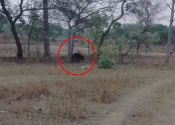 पामगढ़-शिवरीनारायण क्षेत्र में भालू का मूवमेंट, वन विभाग अलर्ट