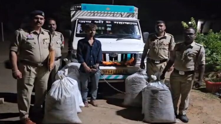 गरियाबंद में 65 लाख का गांजा जब्त, सब्जी के नीचे छिपाकर यूपी ले जा रहा था तस्कर