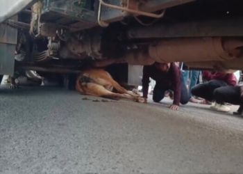 तेज रफ्तार ट्रक की चपेट में आई गाय, हादसे के बाद लोगों में भारी आक्रोश