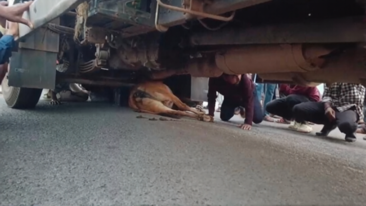 तेज रफ्तार ट्रक की चपेट में आई गाय, हादसे के बाद लोगों में भारी आक्रोश