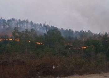 NH-130 किनारे जंगल में आगजनी, पर्यावरण पर खतरा, वन विभाग पर उठे सवाल