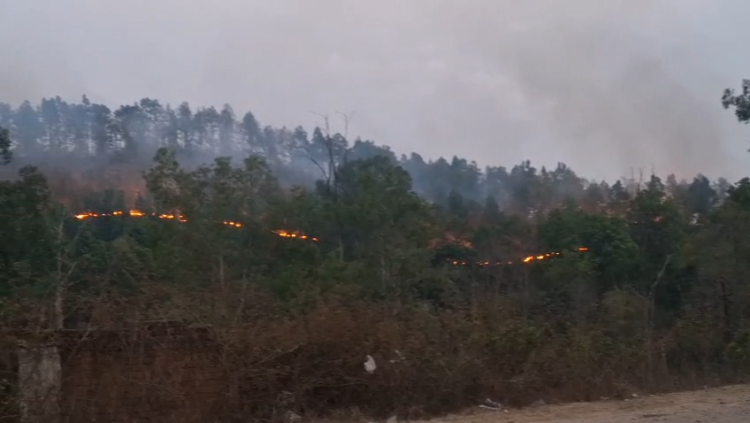 NH-130 किनारे जंगल में आगजनी, पर्यावरण पर खतरा, वन विभाग पर उठे सवाल