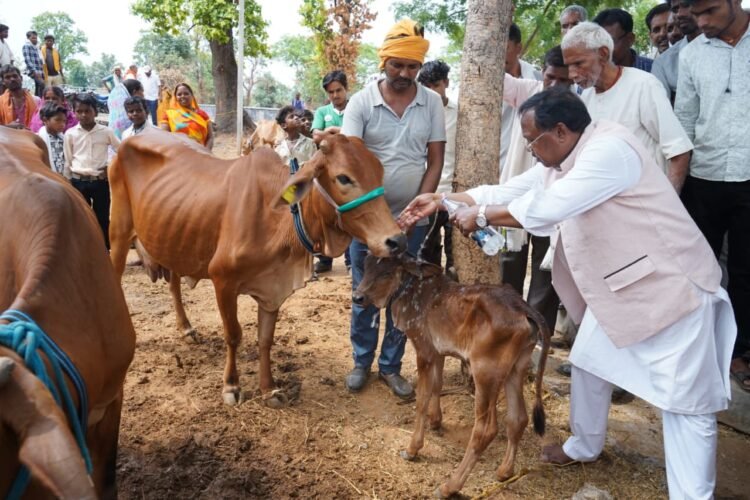मंत्री रामविचार नेताम ने 13 पशुपालकों को सौंपी दुधारू गायें, कहाकृपशुपालन बनेगा आत्मनिर्भर गांवों की सबसे बड़ी ताकत