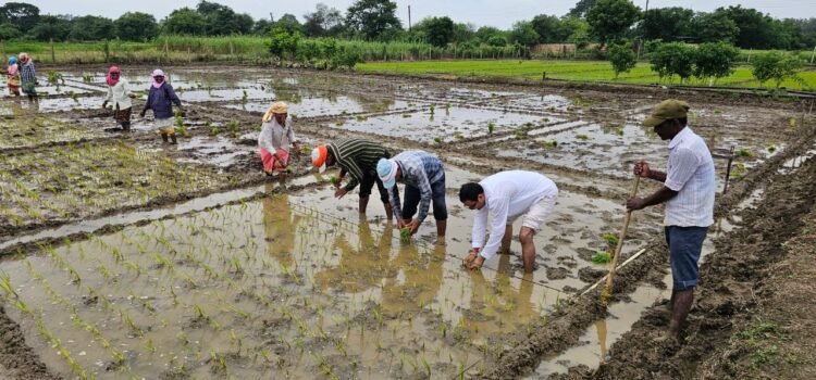 17 जून – मरुस्थलीकरण और सूखा रोकथाम दिवस, सूखा और बंजर जमीन से लड़ाई में कारगर मॉडल बनी मनोहर गौशाला, जल संरक्षण से बदल रही खेती