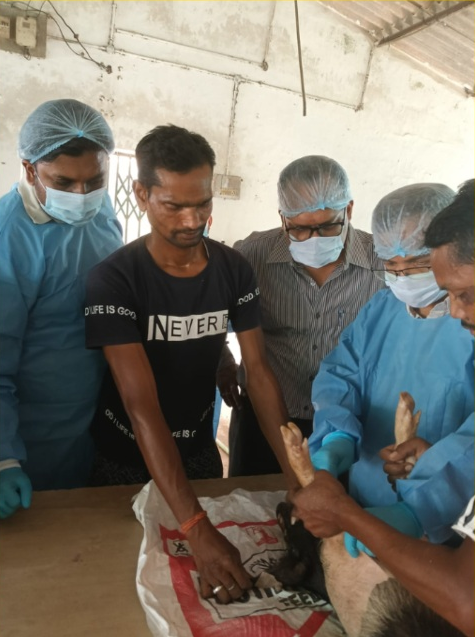 अंबिकापुर में अफ्रीकन स्वाइन फीवर वैक्सीन का ट्रायल, भोपाल से पहुंची वैज्ञानिकों की टीम