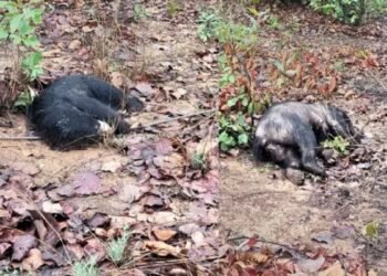 झिंगरामाड़ा जंगल में मादा, नर और शावक भालू के शव मिलने से सनसनी