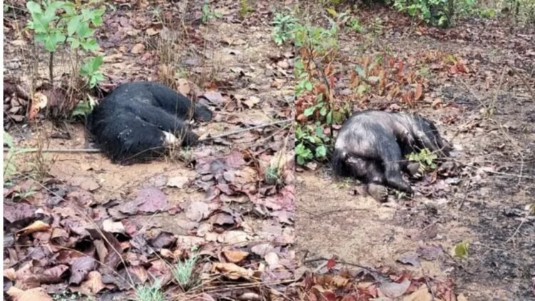 झिंगरामाड़ा जंगल में मादा, नर और शावक भालू के शव मिलने से सनसनी