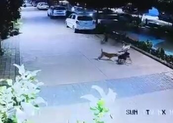 आवारा कुत्तों के झुंड ने 5 साल के मासूम पर किया हमला, CCTV में कैद हुई खौफनाक घटना