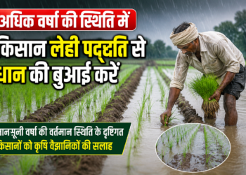 अधिक वर्षा की स्थिति में किसान लेही पद्दति से धान की बुआई करें,मानसूनी वर्षा की वर्तमान स्थिति के दृष्टिगत किसानों को कृषि वैज्ञानिकों की सलाह