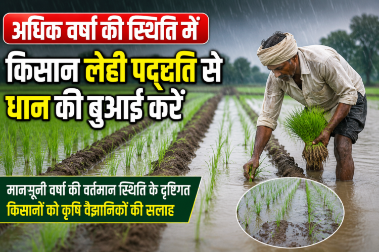 अधिक वर्षा की स्थिति में किसान लेही पद्दति से धान की बुआई करें,मानसूनी वर्षा की वर्तमान स्थिति के दृष्टिगत किसानों को कृषि वैज्ञानिकों की सलाह