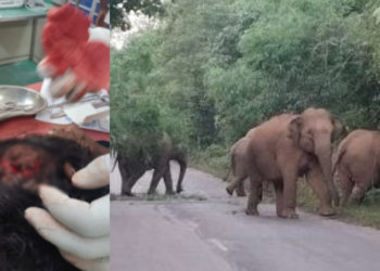 रायगढ़ में दहशत का माहौल, बंदरों का हमला और हाथियों का सड़क पर कब्जा